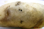 Photo of wireworm damage to potato