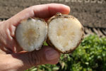 Photo of zebra chip symptoms on potato tuber interior