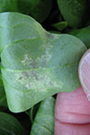Photo of sporulation on the lower spinach leaf surface.