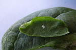 Phot of spinach leafminer eggs