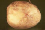 Photo of late blight of potato tuber