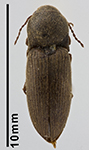 A click beetle of the species Agriotes obscurus, the larvae of which are wireworms.