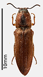 A click beetle of the species Limonius canus, the larvae of which are wireworms.