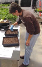 Barb Holmes planting spinach seed in trays