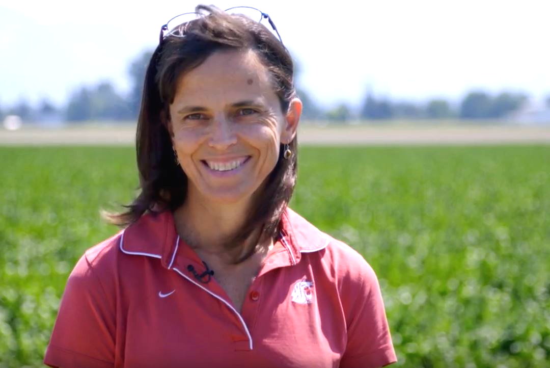 Interview with Dr. Lindsey du Toit discussing Spinach and Spinach Seeds at WSU Mount Vernon (video)