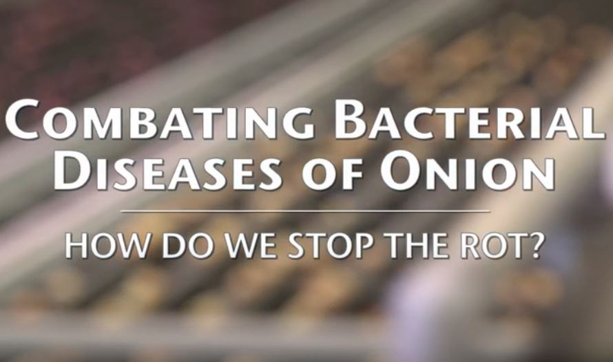 Combating Bacterial Diseases of Onion (Youtube)