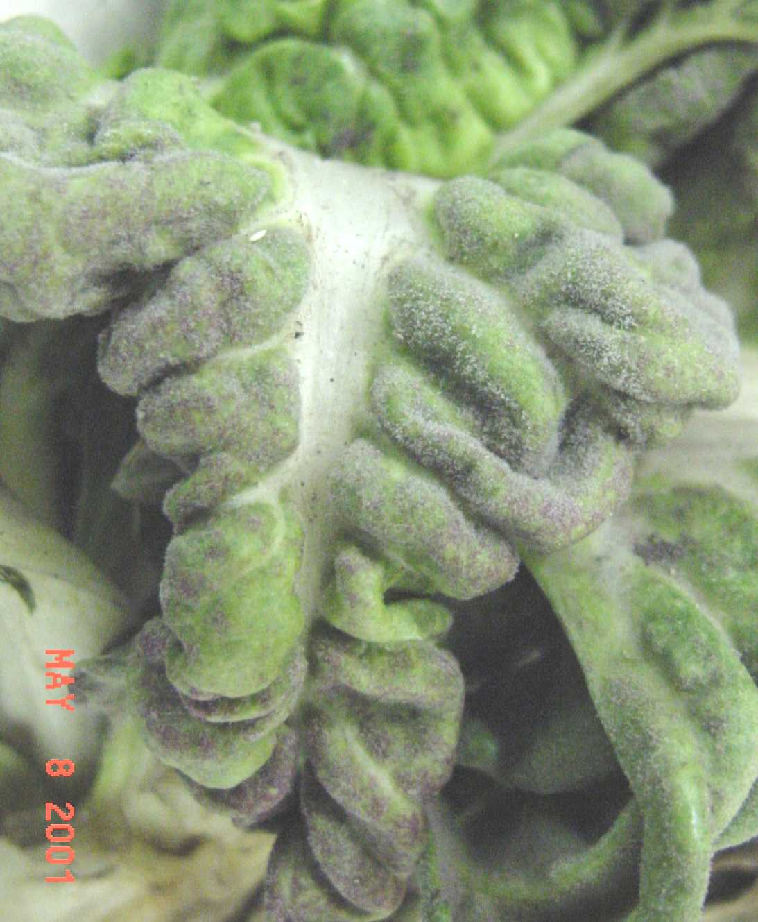 Photo of Peronospora farinosa f. sp. betae