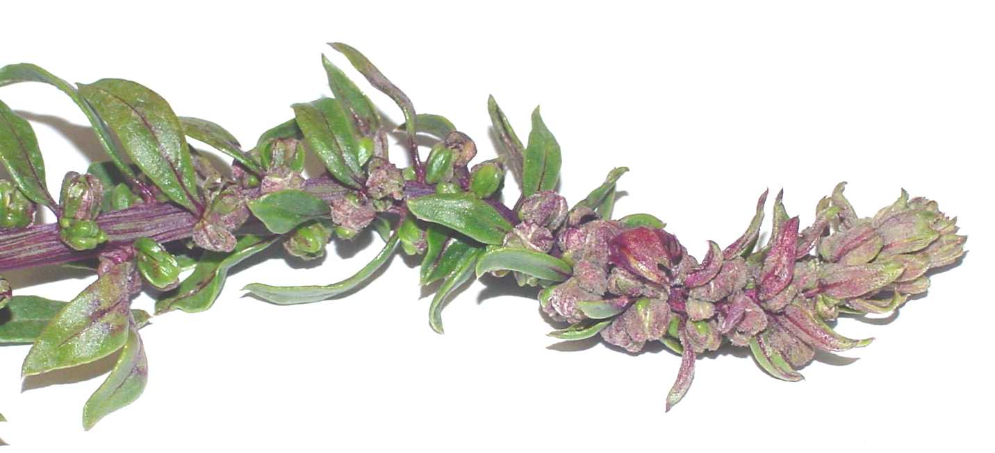 Photo of Peronospora farinosa f. sp. betae