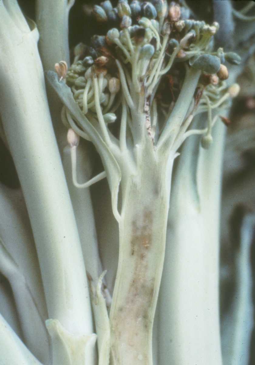 Photo of Peronospora parasitica