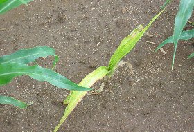 Photo of severely stunted sweet corn plant