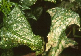 Photo of Cladosporium leaf spot and Stemphylium leaf spot