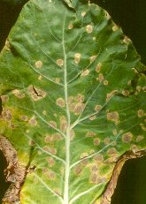 Photo of Ramularia leaf spot