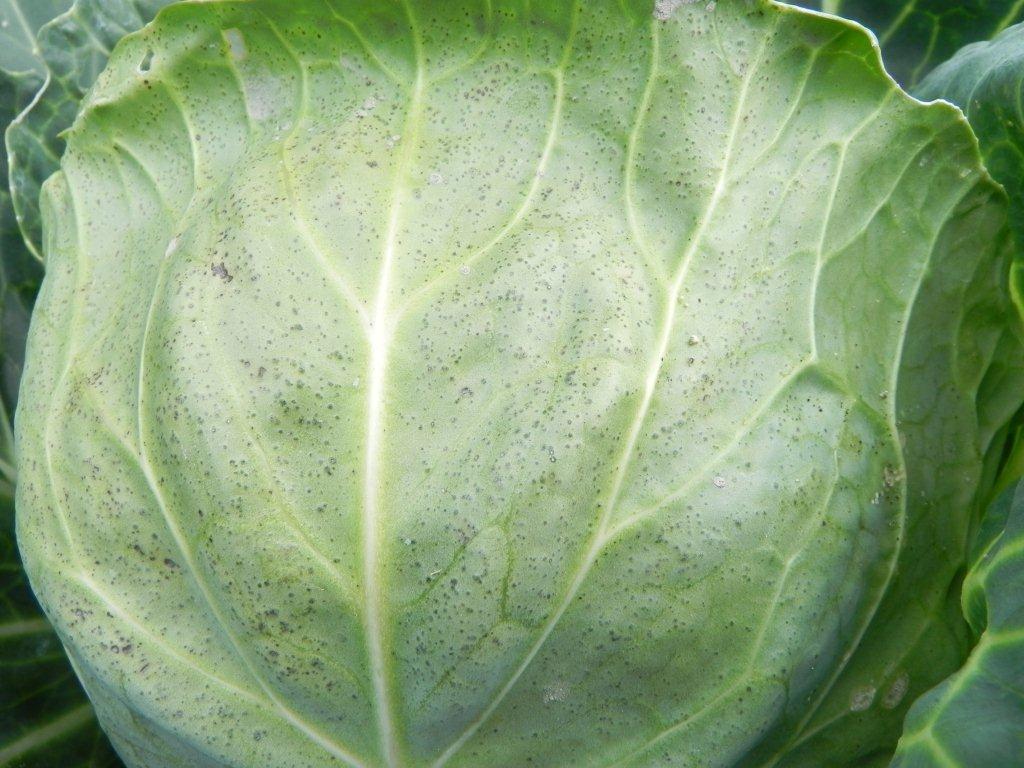 Photo of Spinach Edema1