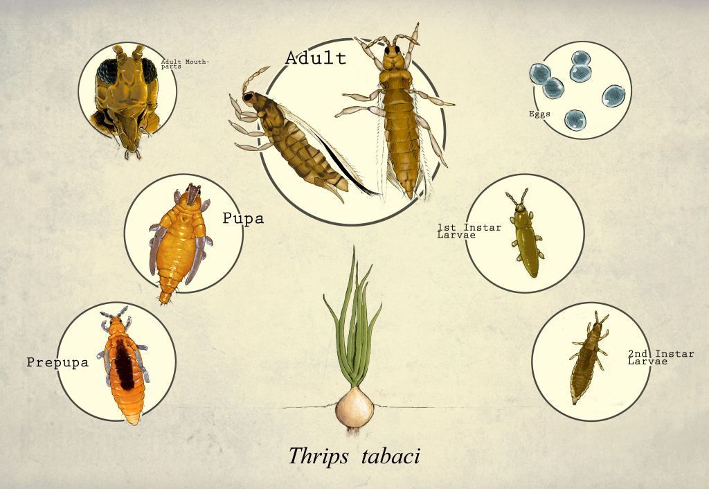 Diagram of life cycle of onion thrips