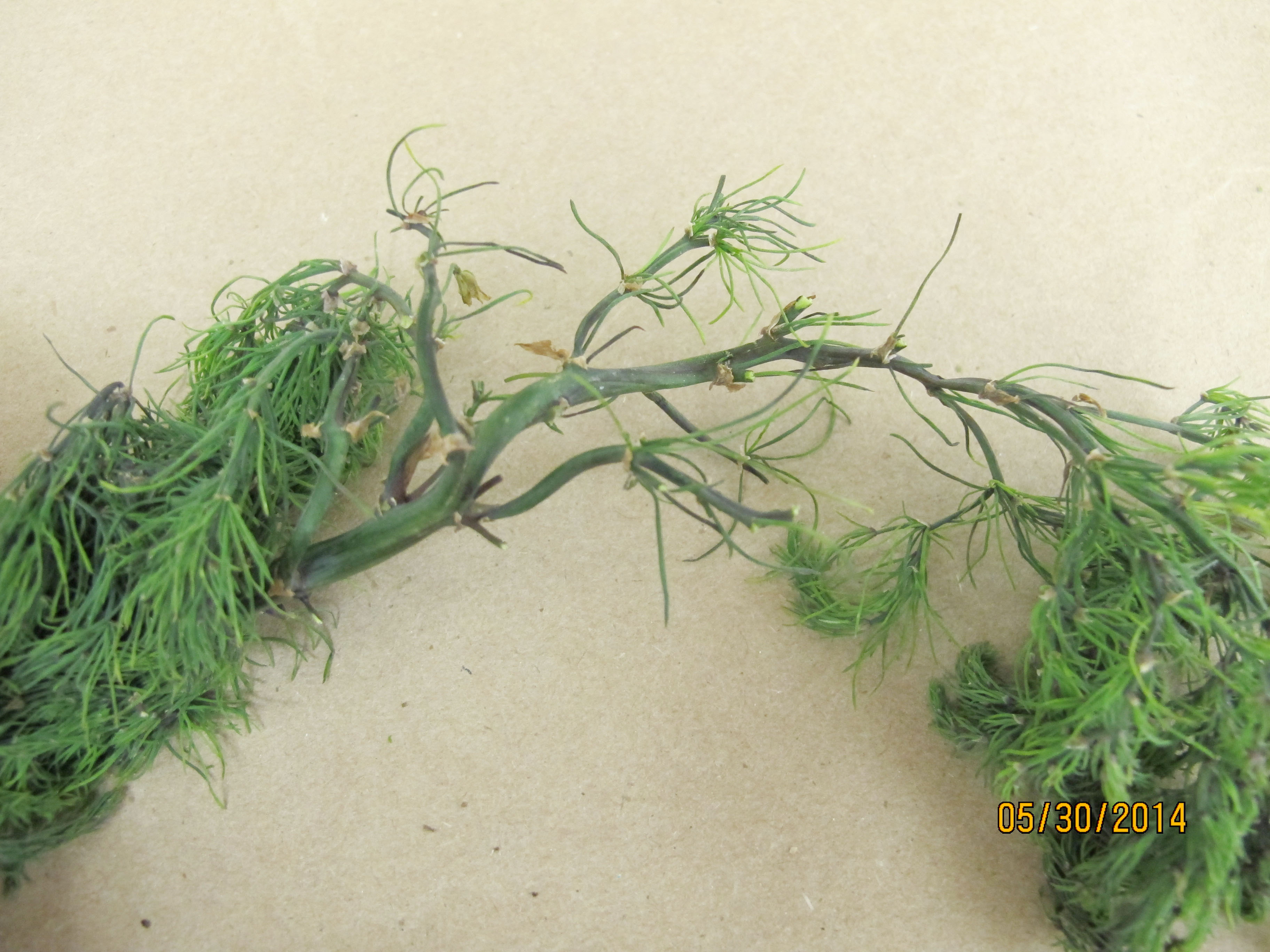 Damage to an asparagus fern caused by the asparagus aphid.