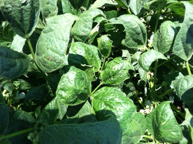 Symptoms of injury from drift of the herbicide 2,4-D into a bean crop.