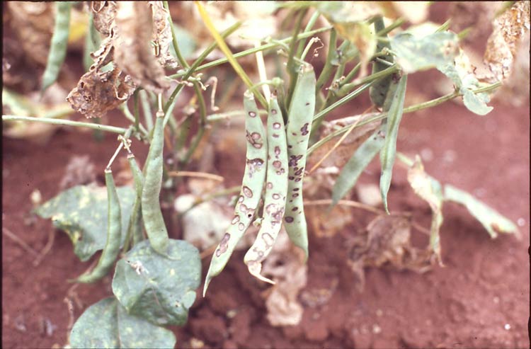Photo showing symptoms of anthracnose on beans