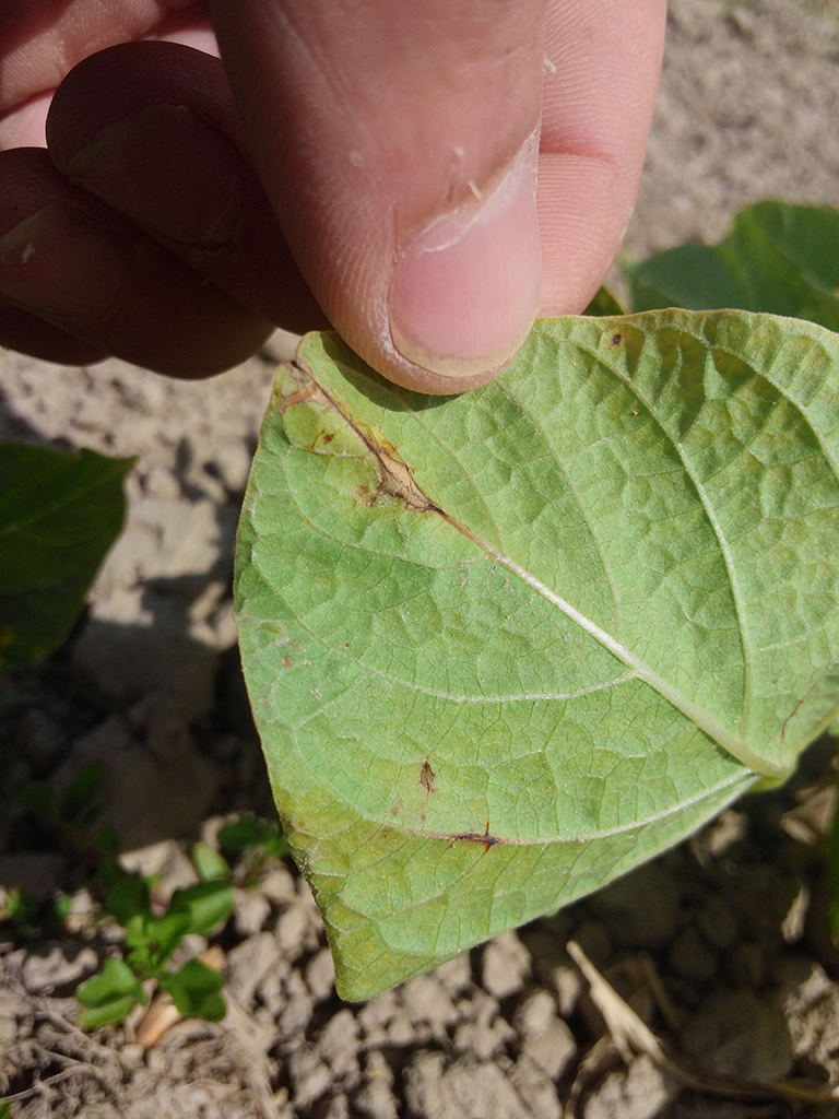 Bean anthracnose lesions on the abaxial surface of a bean leaf.