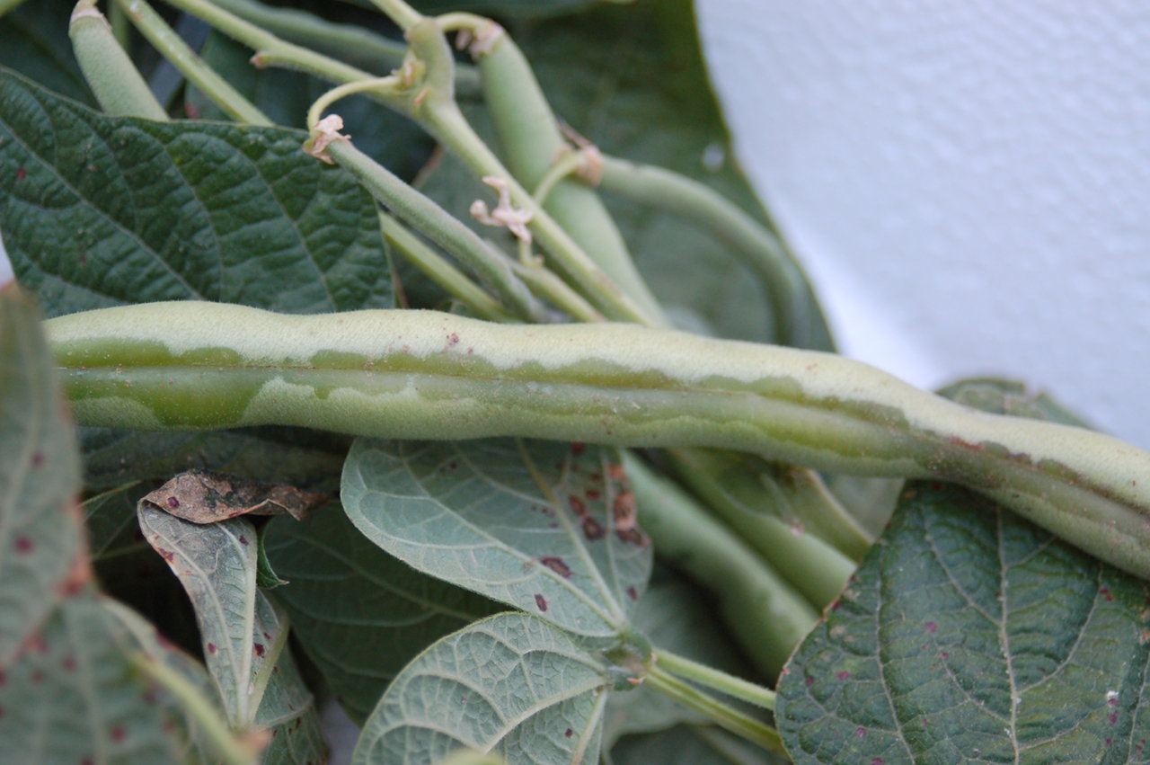 Watersoaked symptoms along the suture 
		of a bean pod caused by the brown spot bacterial pathogen, <i>
		Pseudomonas syringae </i>pv. <i>syringae</i>.