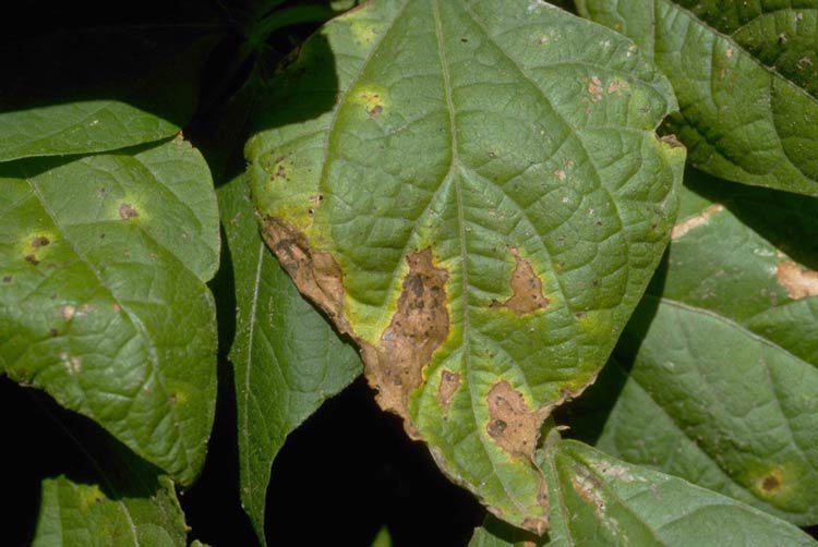 Photo of mature common bacterial blight lesions