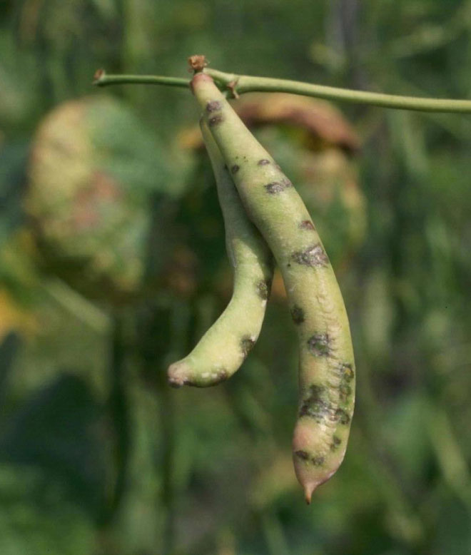 Photo of common bacterial blight on pods