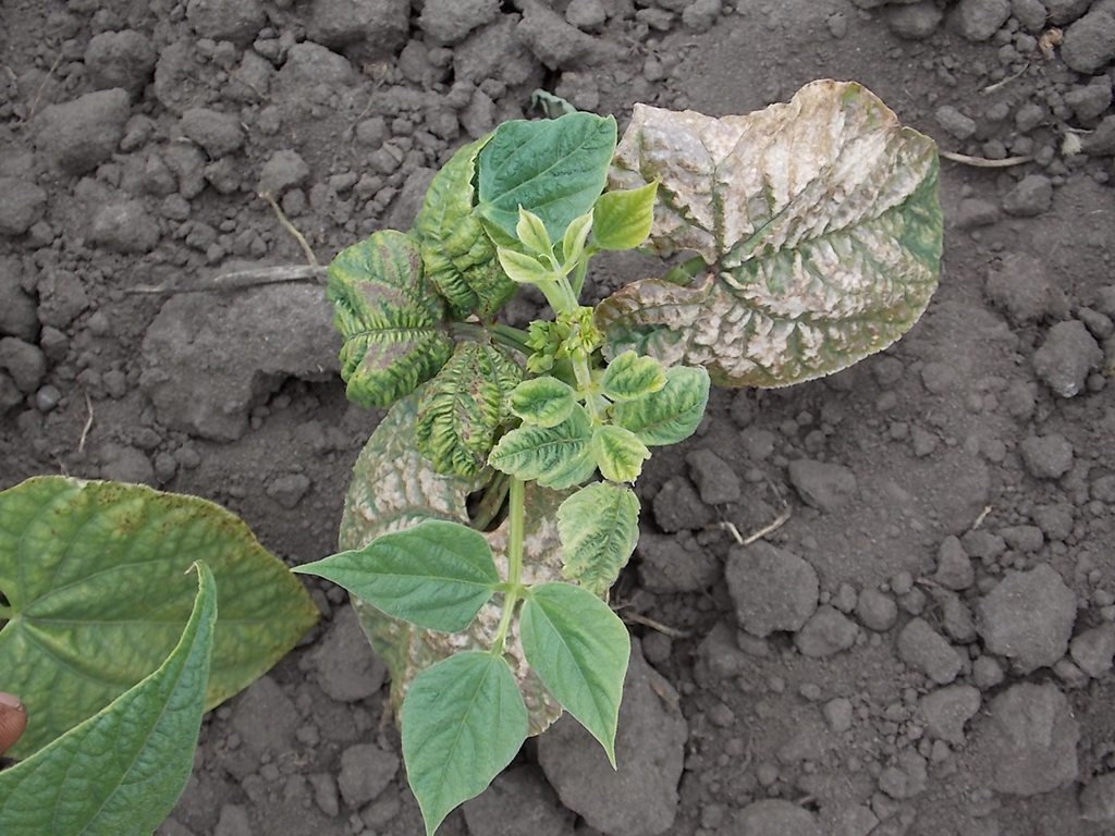 Severe stunting and leaf cupping associated with seedborne BCMV.