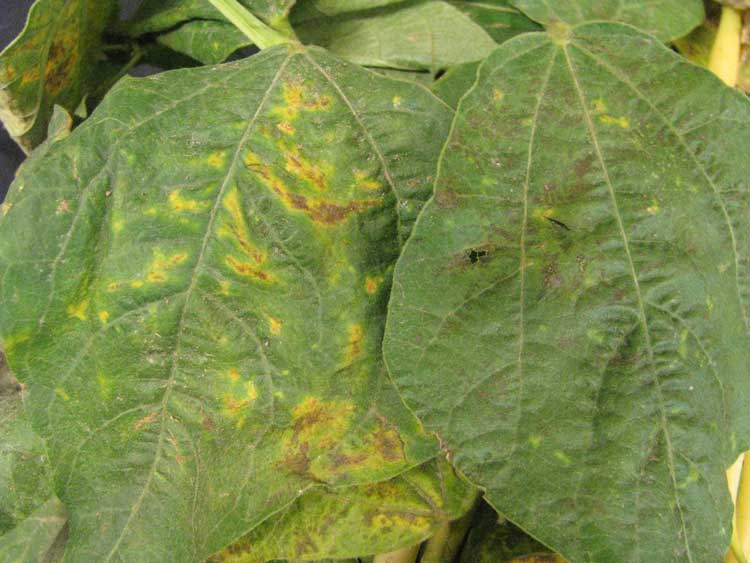 Photo of symptoms of crumpled leaf on bean leaf