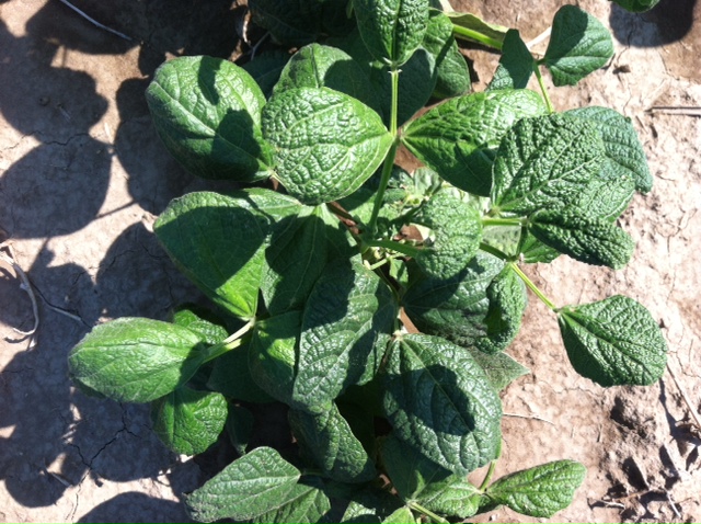 A pinto bean plant infected with curly top virus.