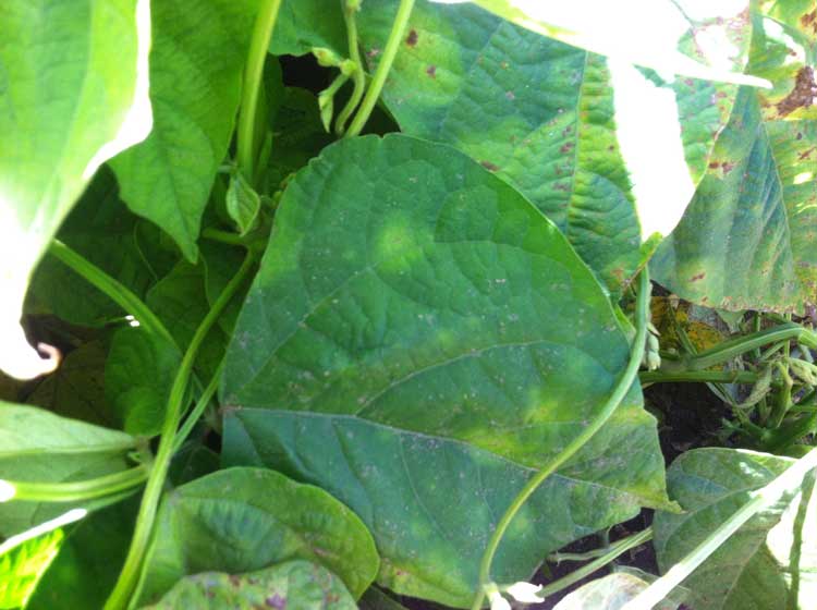 Photo of halo blight symptoms on bean leaves