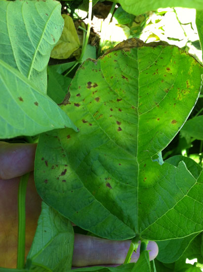 Photo of reddish-brown lesions and yellow halos on bean leaves