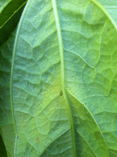 Photo of water-soaked lesion on underside of a bean leaf