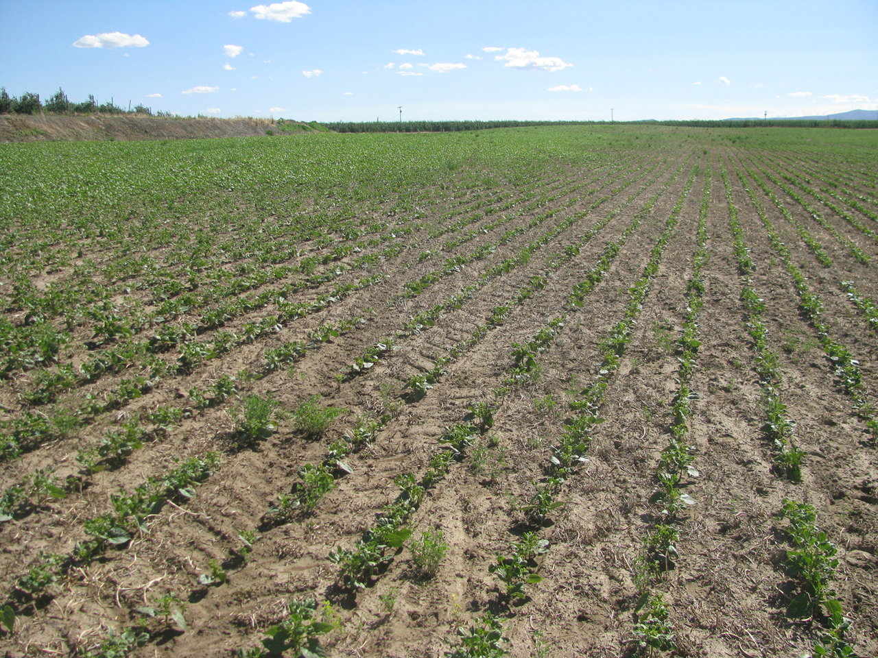 Severe injury to a pinto bean crop from Outlook, an acetanilide herbicide. Notice the unifoliate leaves typically are asymptomatic, whereas the trifoliate leaves have a puckered, drawstring appearance. Injury from Outlook can be affected by soil texture, compaction, temperature, etc., resulting in non-uniform distribution of symptomatic plants in a field.
