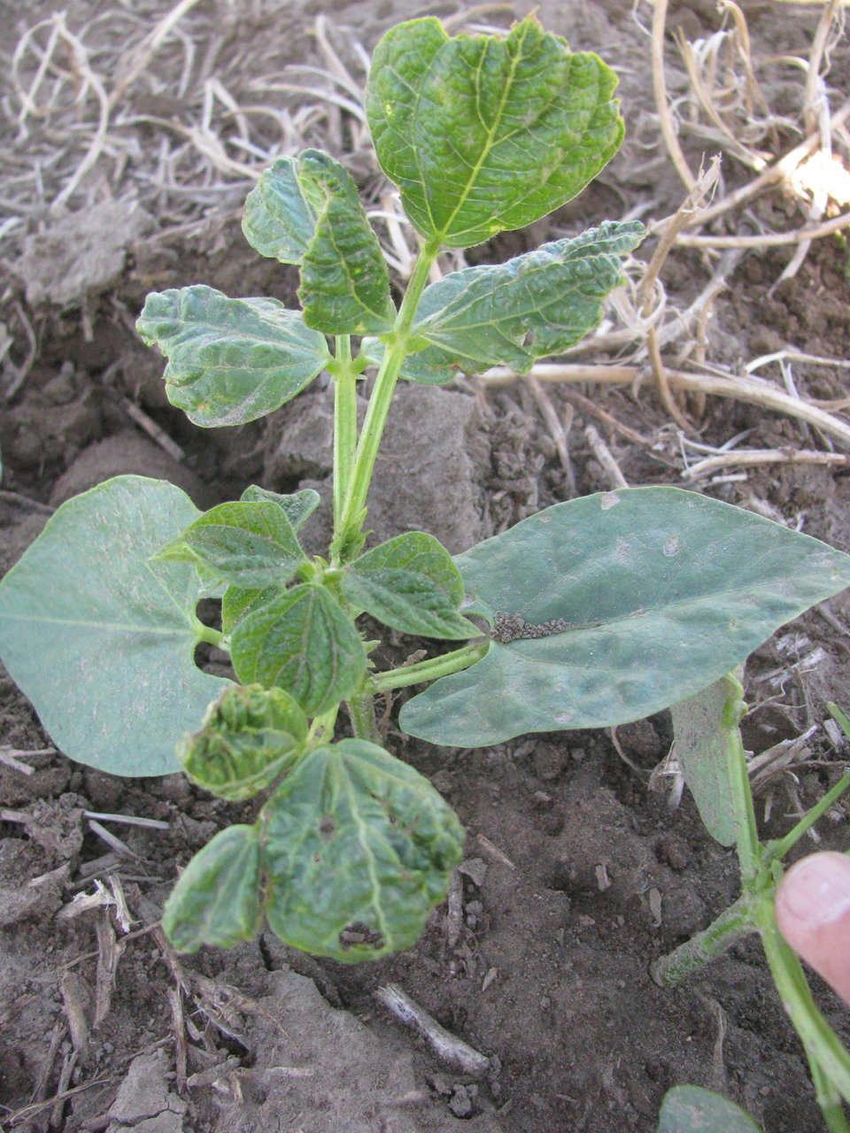 Severe injury to a pinto bean crop from Outlook, an acetanilide herbicide. Notice the unifoliate leaves typically are asymptomatic, whereas the trifoliate leaves have a puckered, drawstring appearance. Injury from Outlook can be affected by soil texture, compaction, temperature, etc., resulting in non-uniform distribution of symptomatic plants in a field.