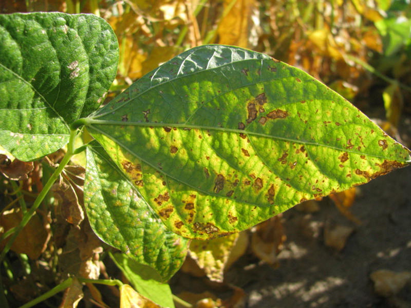 Symptoms of air pollution and possible ozone injury in a bean crop.
