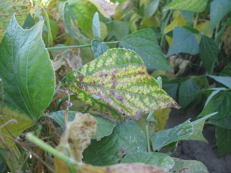 Symptoms of air pollution and possible ozone injury in a bean crop.