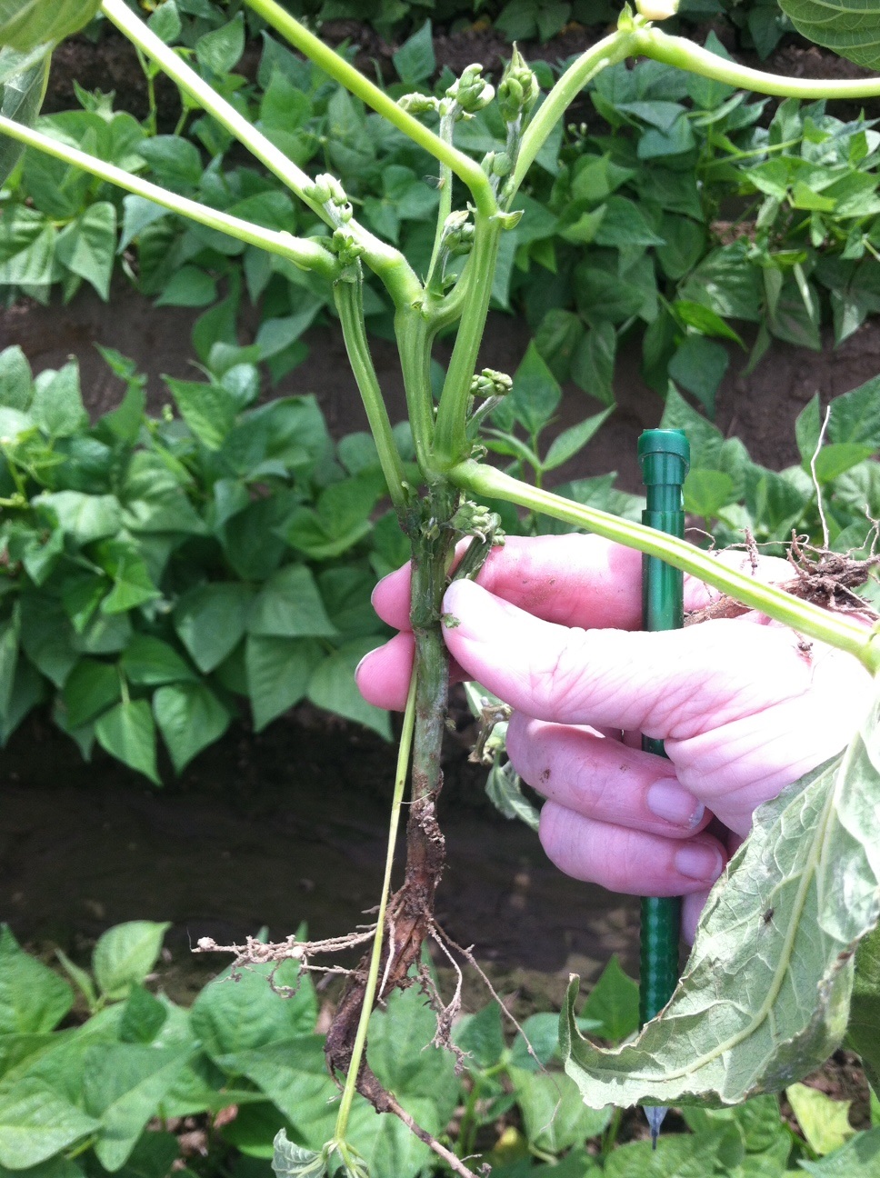 Colonization of the stem of a garden bean plant by <em>Pythium ultimum</em> under very 
		humid/moist conditions.