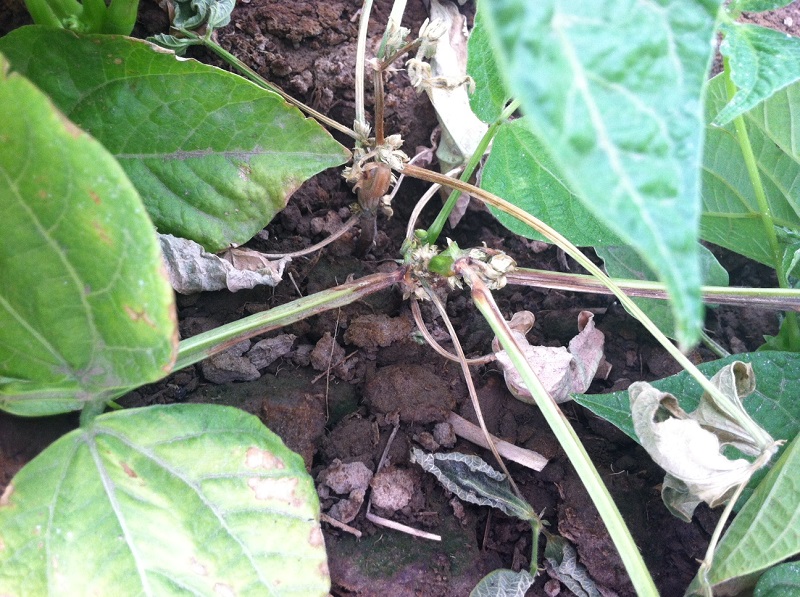 Symptoms of Pythium blight on a garden bean plant caused by <em>Pythium ultimum</em> under humid/moist conditions.