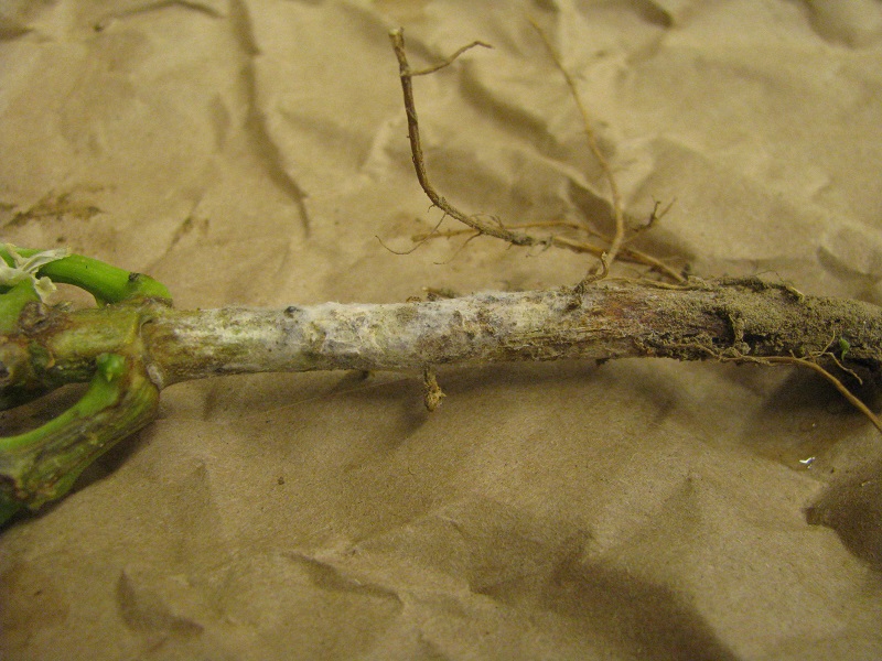 White mycelium of <em>Pythium ultimum</em> on a garden bean stem.
