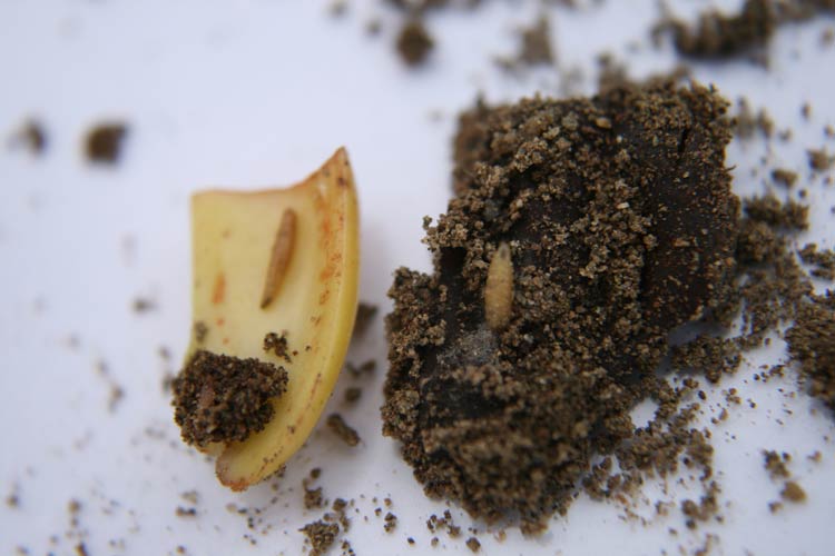 Photo of seedcorn maggot larvae