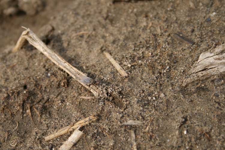 Photo of seedcorn maggot fly on soil