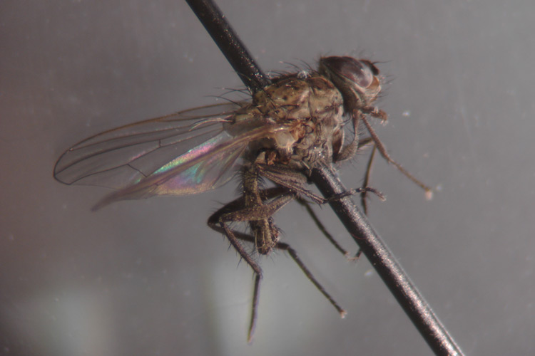 Photo of seedcorn maggot fly