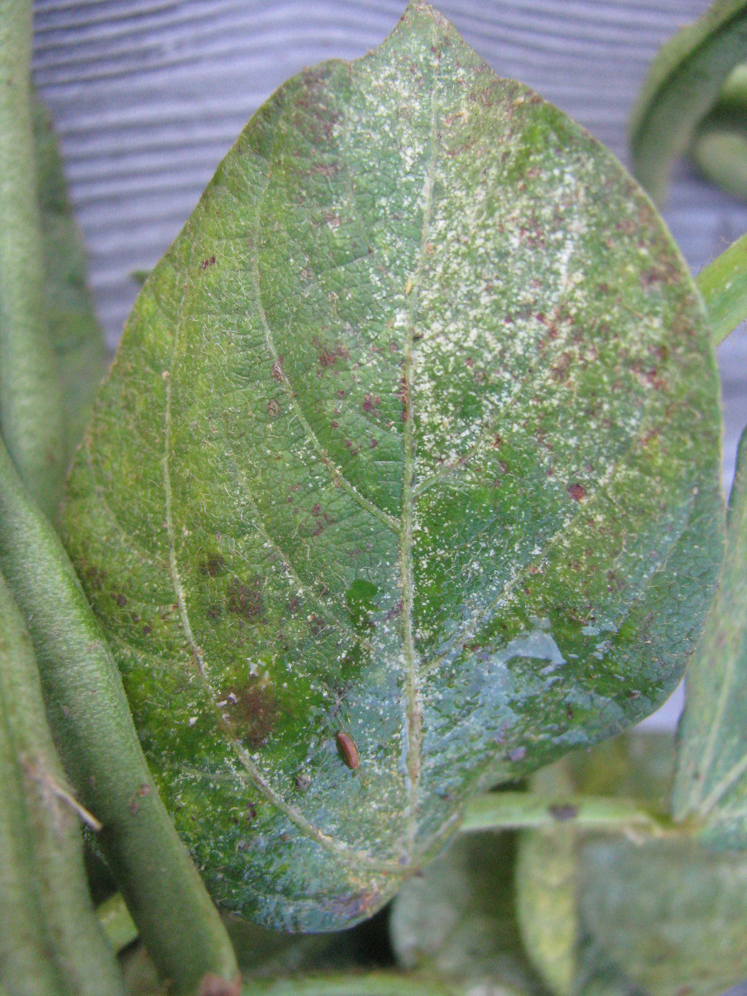 Severe spider mite infestation in an adzuki bean crop. Note the silvering of the lower leaf surface and white stippling on the upper surface of some leaves from a very dense population of spider mites feeding on these leaves.