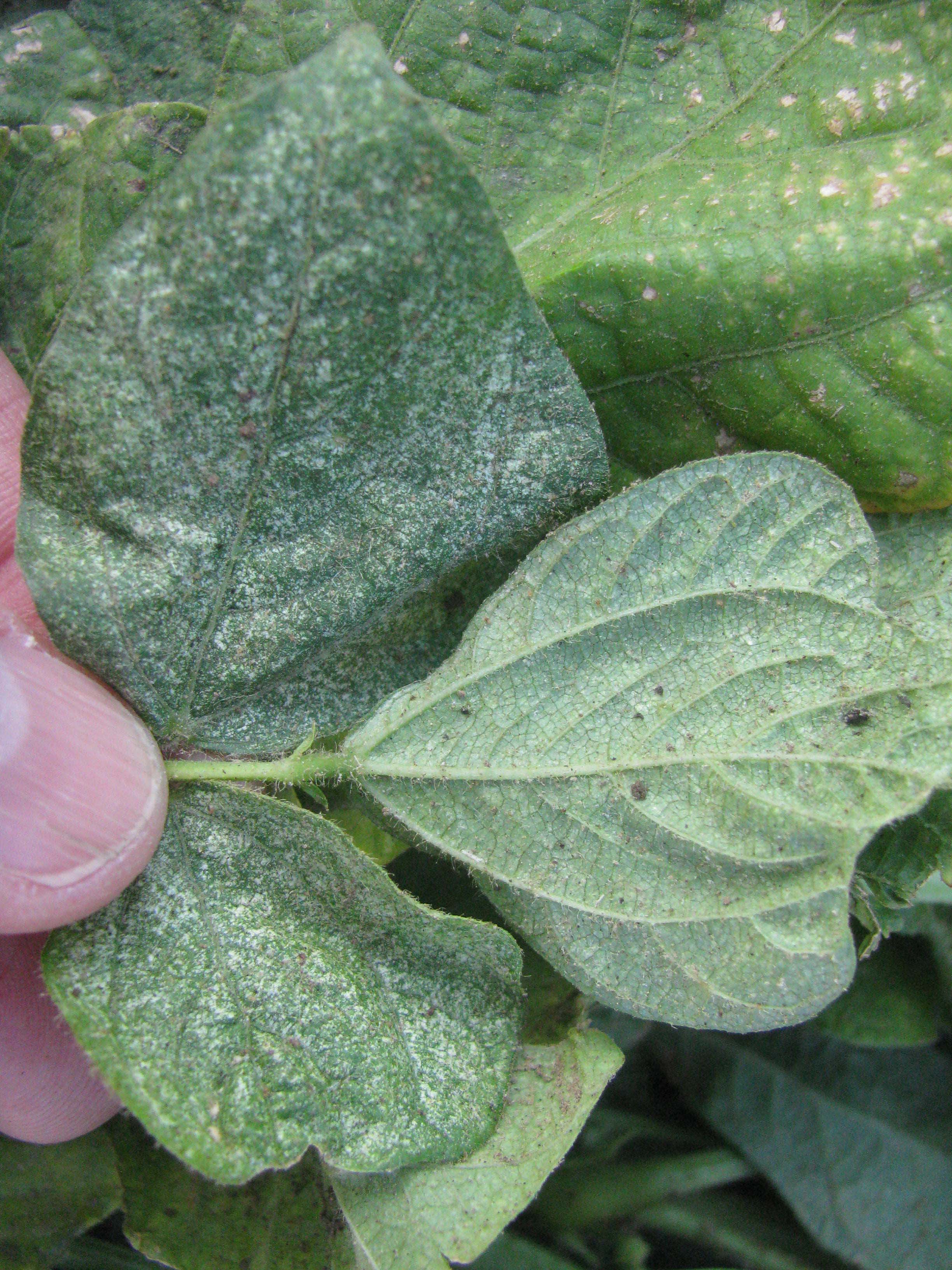 Severe spider mite infestation in an adzuki bean crop. Note the silvering of the lower leaf surface and white stippling on the upper surface of some leaves from a very dense population of spider mites feeding on these leaves.