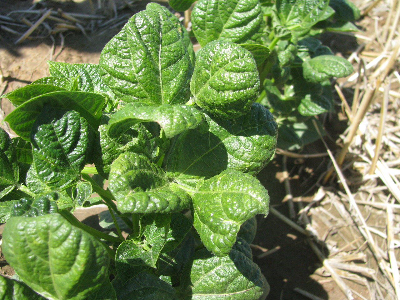 Downward cupping of bean leaves and other leaf distortion as a result of severe thrips infestation.