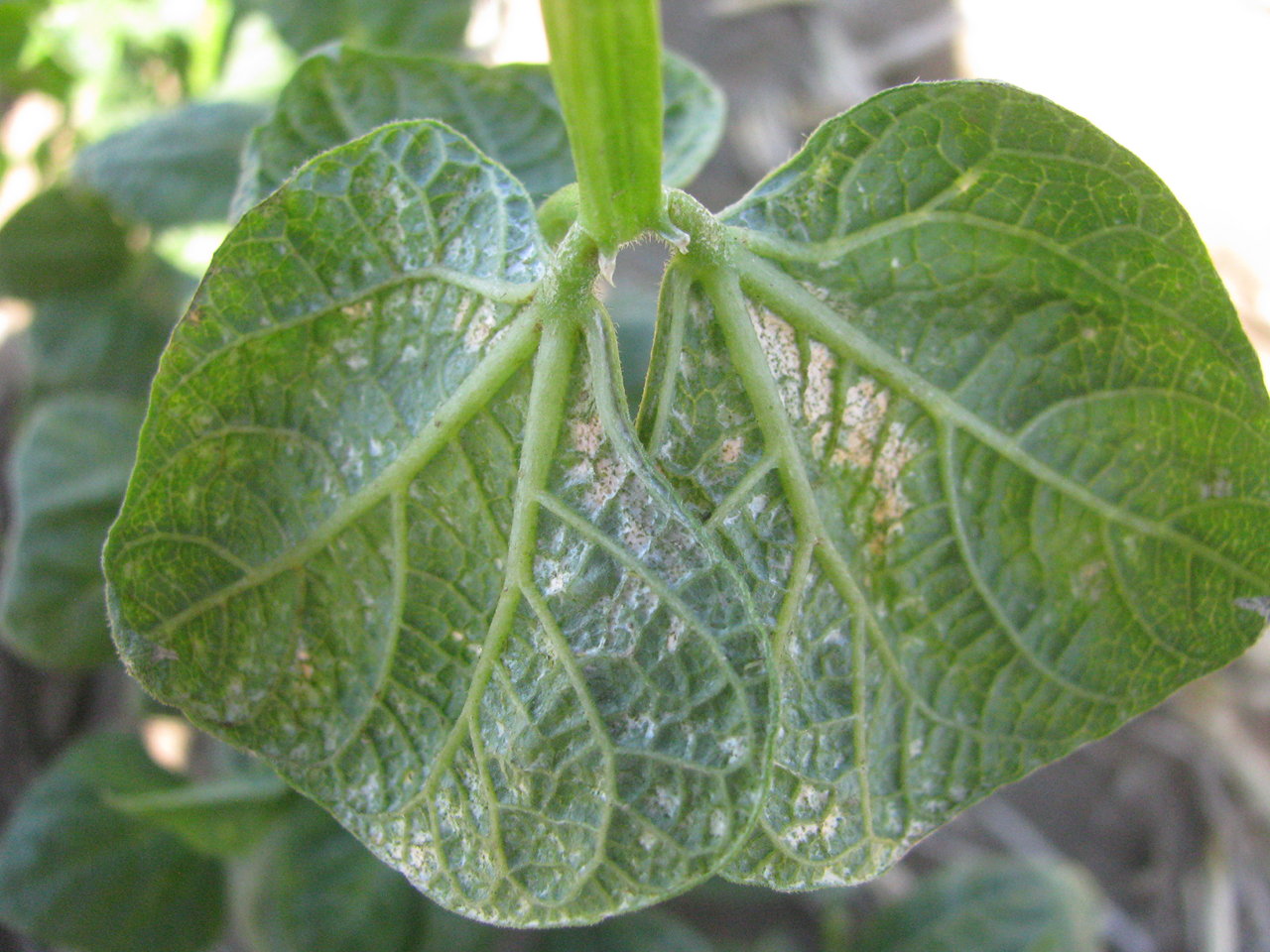 Silvering/stippling and browning of veins on the lower bean leaf surface as a result of severe thrips feeding injury
