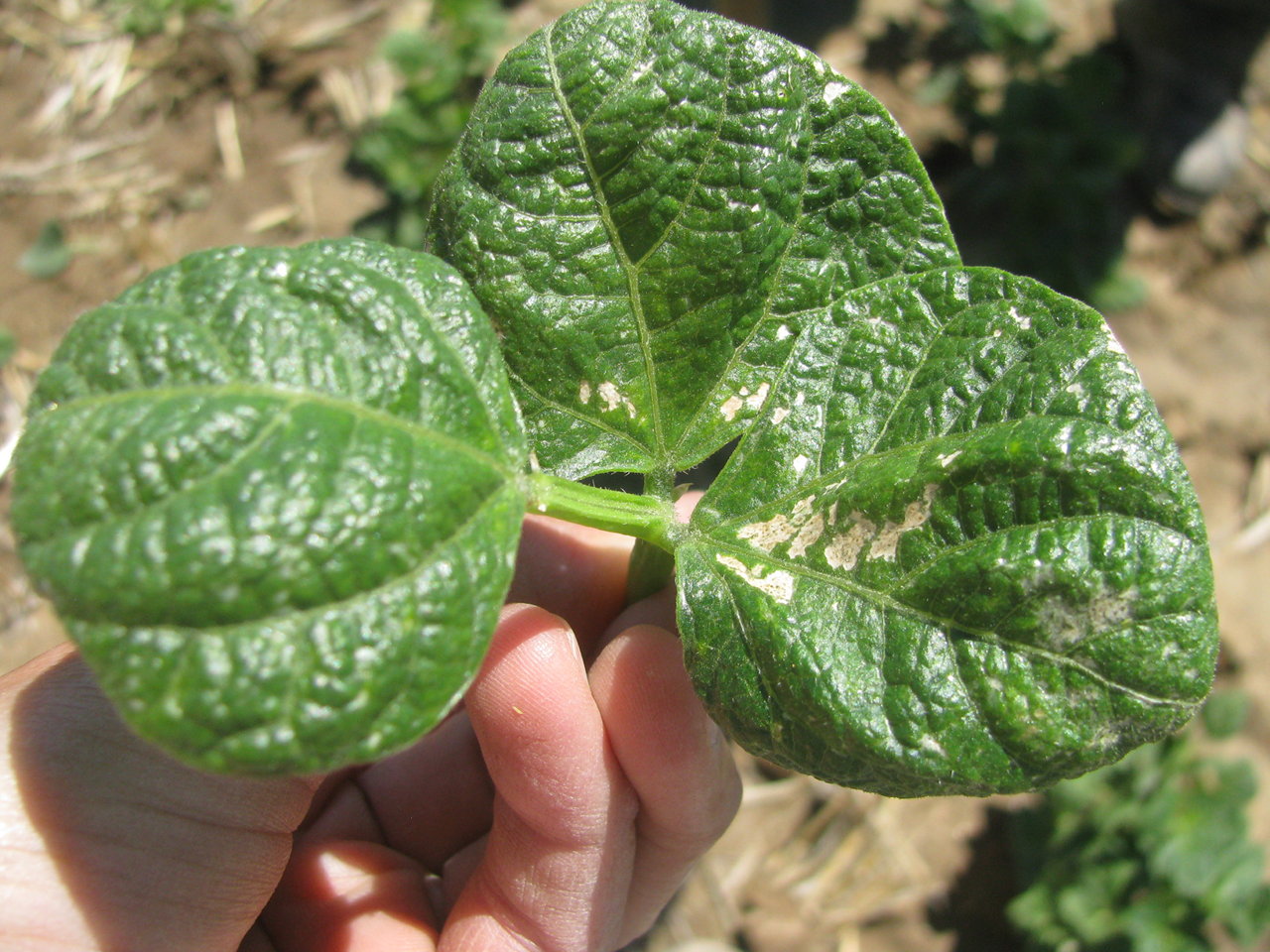 Silvering/stippling and browning of veins on the lower bean leaf surface as a result of severe thrips feeding injury