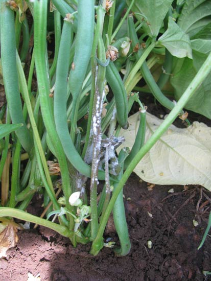Photo of stem infection