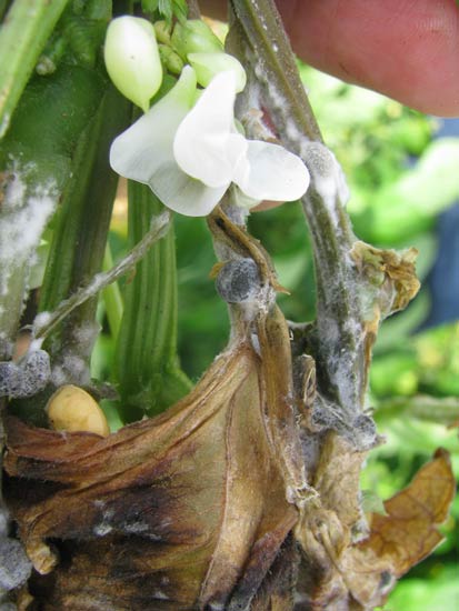 Photo of sclerotia on flowers and stem