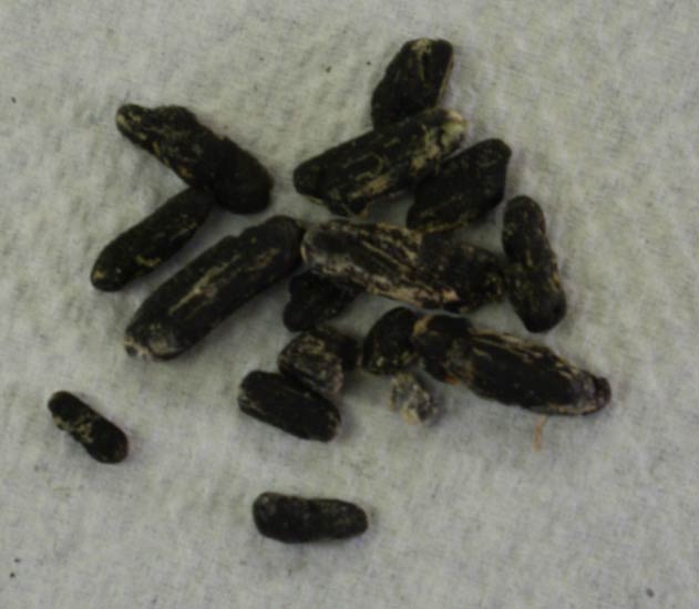 Photo of sclerotia on beans
