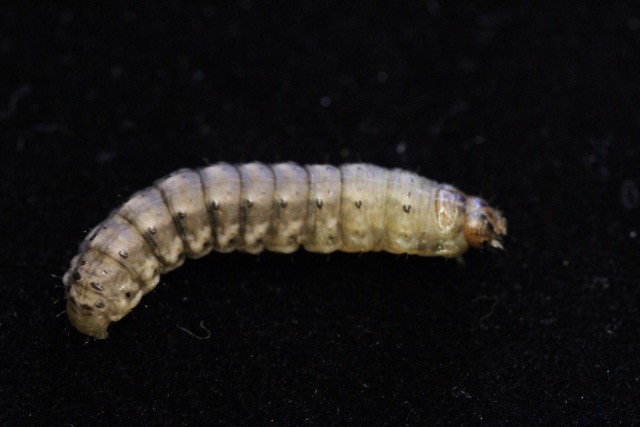 A cutworm larva found feeding on plants in a table beet crop.